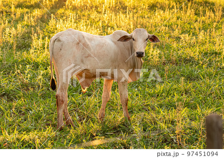 Adult white cow 97451094