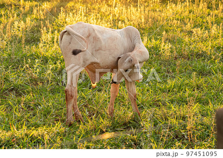 Adult white cow 97451095