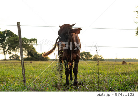 Adult dark cow 97451102