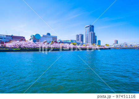 毛馬桜之宮公園の桜と大川 毛馬桜之宮公園の桜と大川 97451116