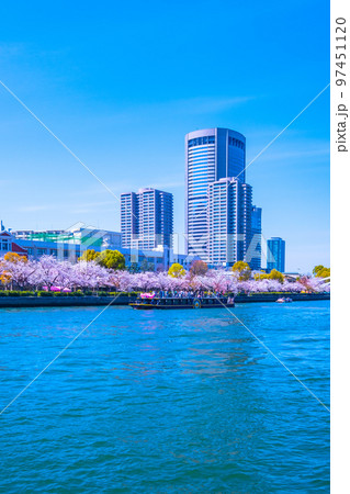 大阪 大川の桜と観光船 97451120