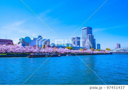 毛馬桜之宮公園の桜と大川 97451437