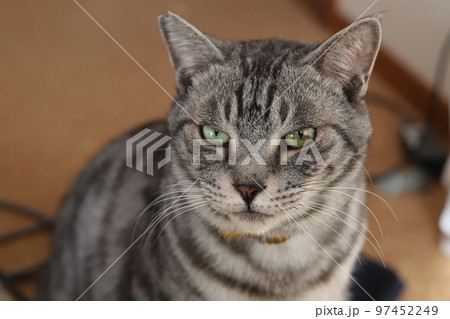 サバトラ猫 サバトラ猫 97452249