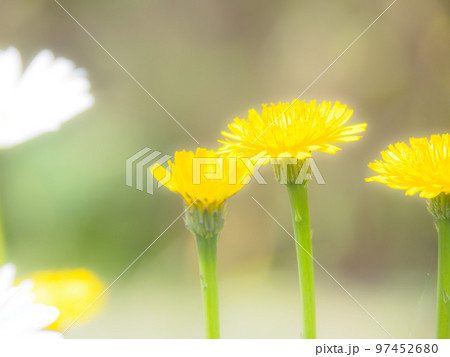 タンポポのふんわりとした写真 タンポポのふんわりとした写真 97452680