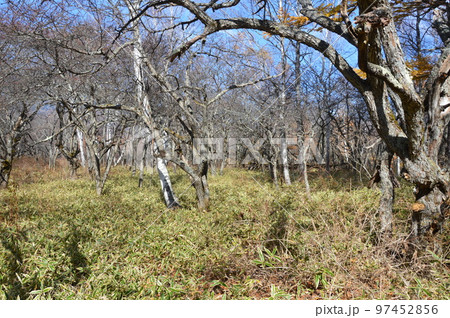 白樺･隈笹（奥日光･戦場ヶ原／栃木県日光市） 97452856