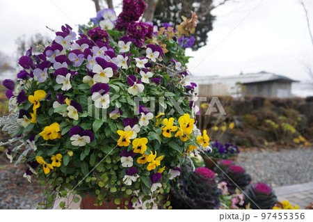 黄色と紫のパンジー、すみれの花束 97455356