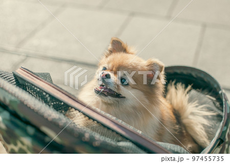 ポメラニアン 可愛い犬の写真素材 ポメラニアン 可愛い犬の写真素材 97455735