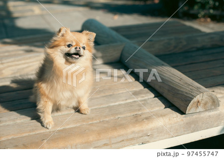 ポメラニアン　可愛い犬の写真素材 97455747