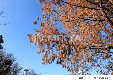 冬の「メタセコイア」/褐色の雄花や枝葉 97456337