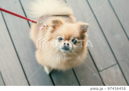 ポメラニアン　可愛い犬の写真素材 97456458