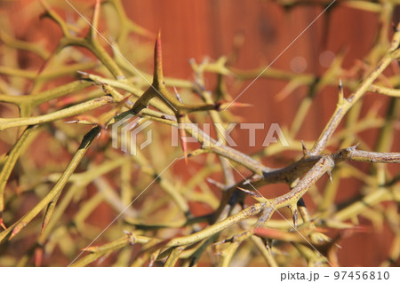 「カラタチ」/鋭く硬いトゲが規則的に生えている枝 97456810