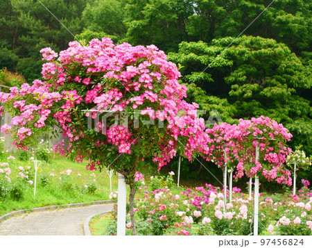 バラスタンダード仕立て 97456824