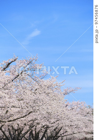 満開のソメイヨシノの並木と青空 満開のソメイヨシノの並木と青空 97456876