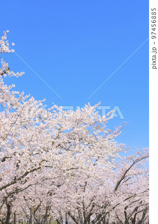 満開のソメイヨシノの並木と青空 97456885