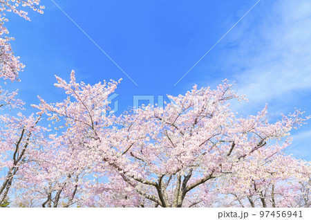満開のソメイヨシノと青空 97456941