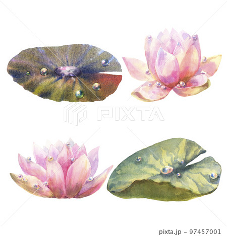 Botanical watercolor set of pink water lilies with dew drops and leaves on white background, floral clipart. 97457001