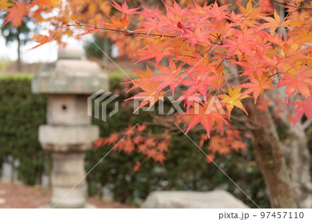 蜂ヶ峰総合公園の紅葉 蜂ヶ峰総合公園の紅葉 97457110
