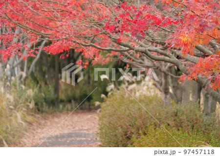 蜂ヶ峰総合公園の紅葉 蜂ヶ峰総合公園の紅葉 97457118