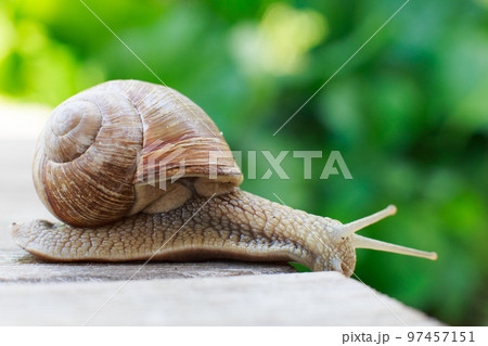 the snail crawls on a wooden background in the garden the snail crawls on a wooden background in the garden 97457151