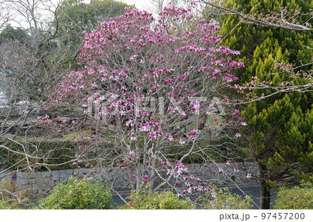 吉香公園のモクレン 97457200