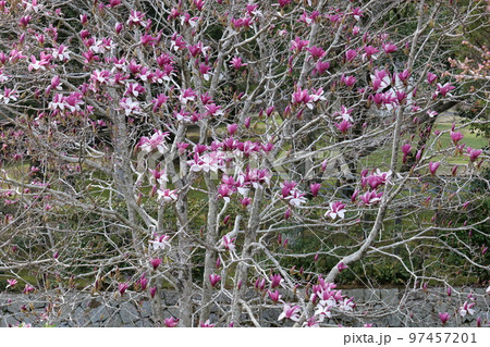 吉香公園のモクレン 97457201