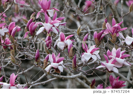 吉香公園のモクレン 97457204