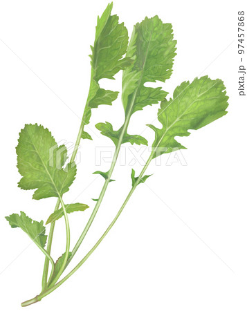 芥子菜のリアルなテイストの新鮮で美味しそうな手描きイラスト 97457868
