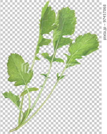 芥子菜のリアルなテイストの新鮮で美味しそうな手描きイラスト 97457868