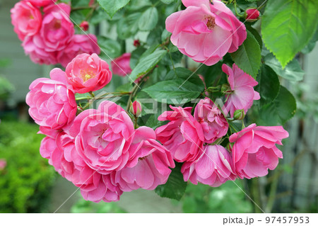 広島市植物公園のアンジェラ 97457953