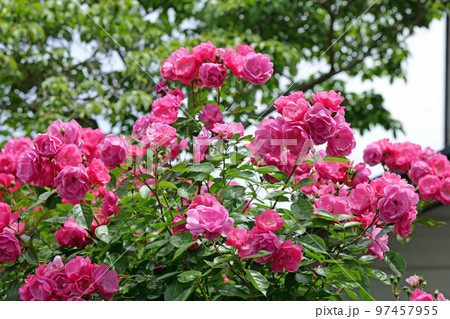 広島市植物公園のアンジェラ 97457955