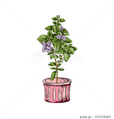 Hand drawn oregano herb in pink pot sketch style, vector illustration 97458065