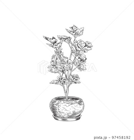Hand drawn monochrome parsley growing in round pot sketch style Hand drawn monochrome parsley growing in round pot sketch style 97458192