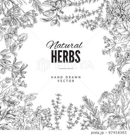 Natural cooking herbs card or banner hand drawn sketch vector illustration. 97458365