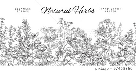 Seamless border with natural cooking herbs sketch vector illustration isolated. 97458366