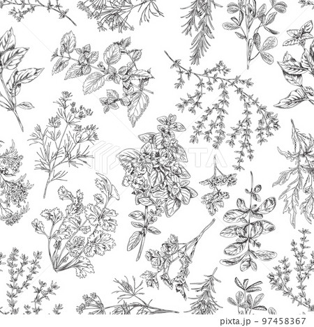 Seamless pattern with culinary herbs and plants sketch vector illustration. 97458367