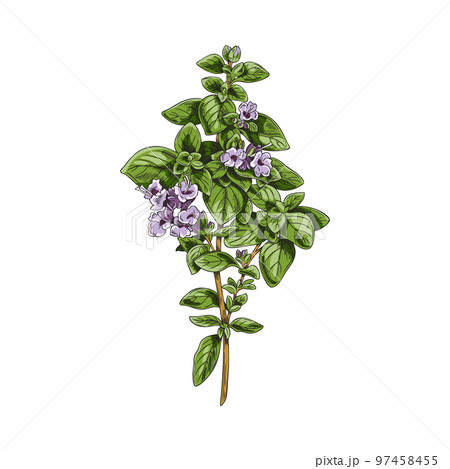 Fresh oregano herbs bunch sketch style vector illustration isolated on white. 97458455