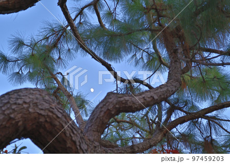 ダイオウショウと秋の月 ダイオウショウと秋の月 97459203