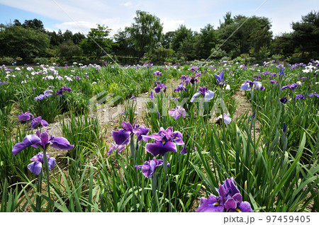 緑水苑の花菖蒲 緑水苑の花菖蒲 97459405