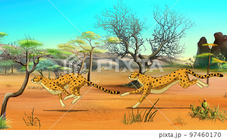 Cheetahs on the Hunt illustration 97460170
