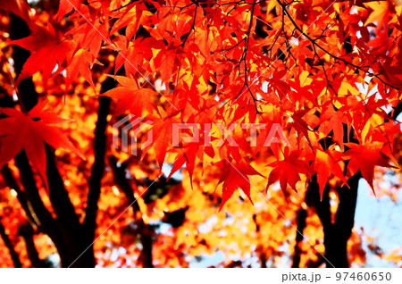 カエデ 紅葉 カエデ 紅葉 97460650