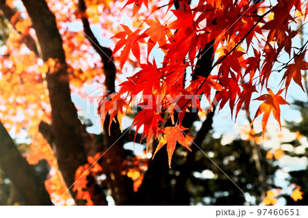 カエデ 紅葉 カエデ 紅葉 97460651