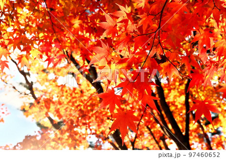 カエデ 紅葉 カエデ 紅葉 97460652