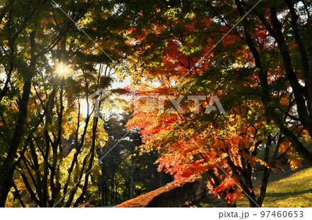 カエデ 紅葉 カエデ 紅葉 97460653