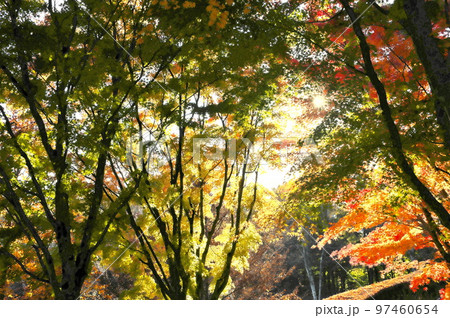 カエデ 紅葉 カエデ 紅葉 97460654