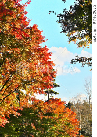 カエデ 紅葉 カエデ 紅葉 97460655