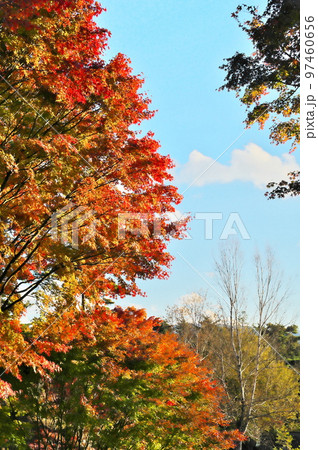 カエデ 紅葉 カエデ 紅葉 97460656