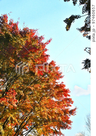 カエデ 紅葉 カエデ 紅葉 97460657