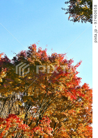 カエデ 紅葉 カエデ 紅葉 97460658