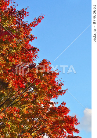 カエデ 紅葉 カエデ 紅葉 97460661