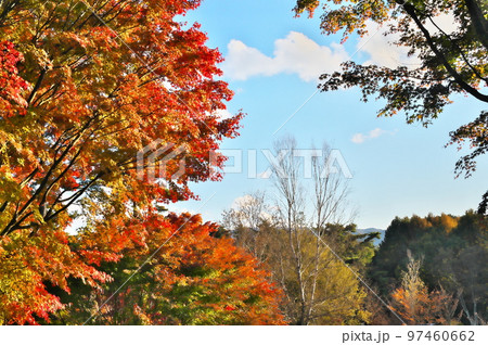 カエデ 紅葉 カエデ 紅葉 97460662